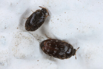 Trogoderma glabrum, known generally as the glabrous cabinet beetle or colored cabinet beetle, is a species of carpet beetle in the family Dermestidae. Pair on the wall of the building.