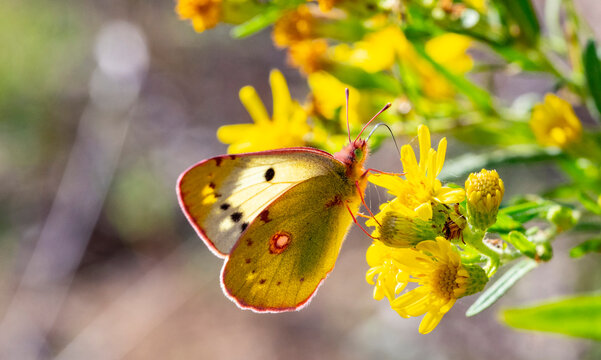Colias croceus, clouded yellow, is a small butterfly of the family Pieridae, the yellows and whites. Clouded yellow. Male. Underside. Female