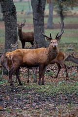 The fallow deer is a medium-sized deer species known for its elegant build, spotted coat, and distinctive palmate (shovel-shaped) antlers in males.