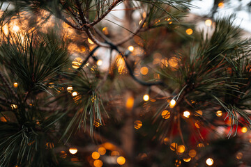 Magic Christmas outdoor lights, gold glittering garlands, magic New Year details and decor of winter holidays