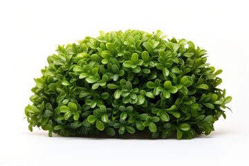 Obraz premium Green light bush rounded plant hedge herbs.