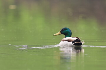 mentre piove nuoto
