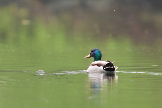 mentre piove nuoto