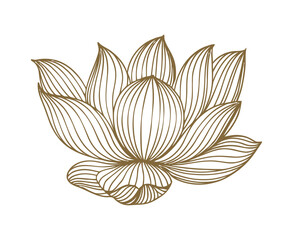 Open lotus flower vector illustration on transparent backdrop