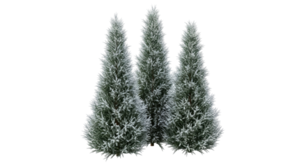 Isolated trio of slender evergreens coated in a light dusting of snow for wintry scenery