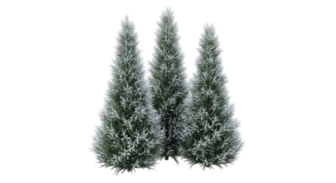 Isolated trio of slender evergreens coated in a light dusting of snow for wintry scenery