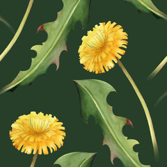 Seamless pattern with yellow dandelions. Watercolor illustration with wildflowers and green leaves on a dark green background. Botanical background for wallpaper, textiles, printing, tableware.