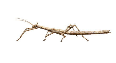 Isolated Stick Insect walking, Phasmatodea camouflaged animal with long antenna and legs