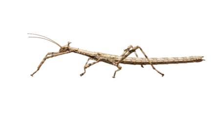 Isolated Stick Insect walking, Phasmatodea camouflaged animal with long antenna and legs