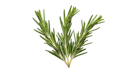 Isolated sprigs of fresh rosemary herb, culinary ingredient for fragrant recipes, seasoning