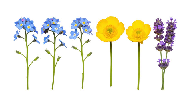 Isolated Summer wildflowers mix selection forget-me-nots, buttercups and lavender stems on white
