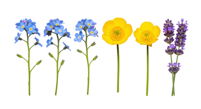 Isolated Summer wildflowers mix selection forget-me-nots, buttercups and lavender stems on white