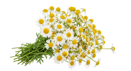 Isolated Chamomile bouquet, group of tiny flowers with white petals and yellow centers, flora