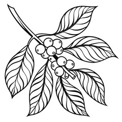 Thick Outlined Stylized Coffee Plant Cluster Design