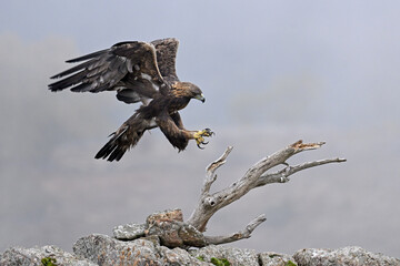 Golden eagle descending through mist (Golden eagle, Águila real, Aquila chrysaetos)