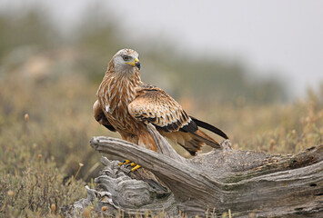 Red kite landing on the tree of silence (Red kite, Milano real, Milvus milvus)