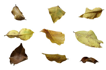Naklejka premium autumn leaves isolated on white/Collection of dried yellow and brown leaves isolated on a white background, showing natural texture and autumn decay.