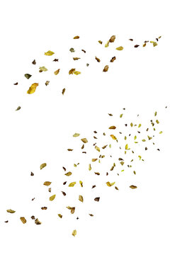 Scattered dry leaves blowing across a white background, creating a natural autumn motion effect
