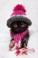 cute kitten in a hat and scarf lies on a white blanket