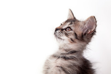 red sad kitten on a white background