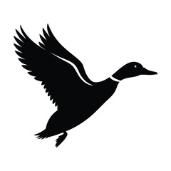 Silhouette of a mallard duck in flight against a white background