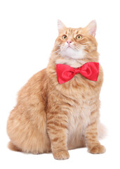 Cute fluffy ginger cat in a red bow tie, isolated PNG on a clean white background, stylish minimal studio portrait with copy space, ideal for marketing, invitations, ads and playful pet-themed designs