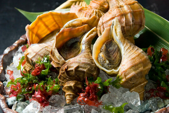 ツブ貝の素材イメージ｜ whelk