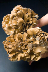 大きな天然舞茸｜Large Natural Maitake Mushrooms