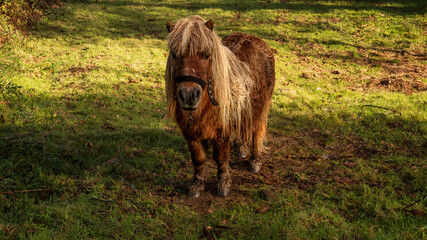 Gandarás River and Batan