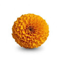 Beautiful summer flora with isolated yellow and orange chrysanthemum flowers on a clean white background