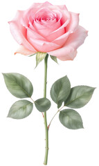 Pink Rose Stem Transparent Background