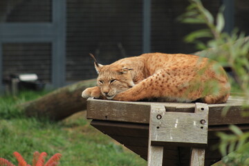 Perfect for nature publications, wildlife conservation themes, animal behavior studies, and forest imagery.