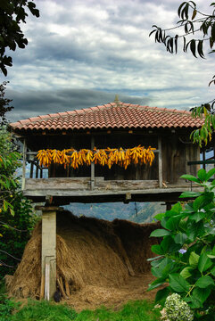 H&oacute;rreo granary with drying corn cobs in rural asturias