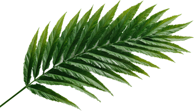 Close-up view of a vibrant green fern leaf with detailed texture