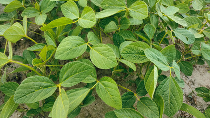 Young soybean plants growing in a green agricultural field