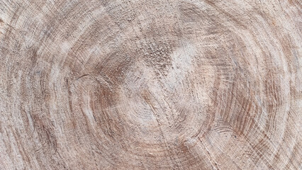Detailed texture of a light oak tree stump with visible growth rings.