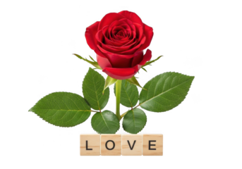 Single red rose with green leaves and the word love spelled out in wooden letter blocks, isolated on transparent background grainy