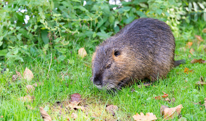 Nutria river rat, coypu herbivorous, semiaquatic rodent on the summer meadow,  animal of wetlands