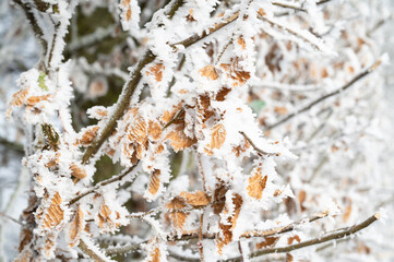 Autumn foliage with frost, cold frosty weather forecast in winter, snow covered tree leaf, icy temperature
