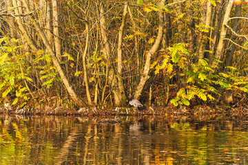 Obraz premium Autumn park island with heron and swimming ducks, wildlife photo for wallpapers and prints