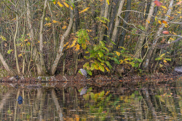 Autumn park island with heron and swimming ducks, wildlife photo for wallpapers and prints