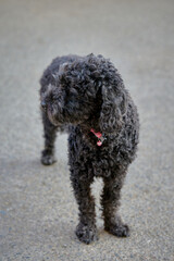 Black curly dog standing on a sidewalk