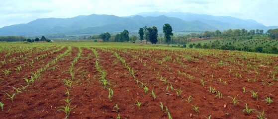 panorama landscape with a field of corn