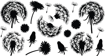 Black silhouette dandelion seeds flying with flowers and seed heads scattered in white background natural pattern