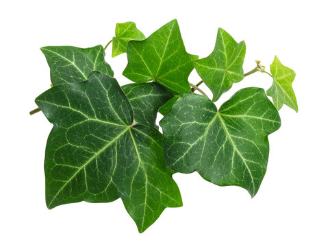 Efeu isoliert auf wei&szlig;em Hintergrund &ndash; freigestelltes Pflanzenmotiv