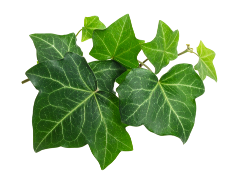 Efeu isoliert auf weißem Hintergrund – freigestelltes Pflanzenmotiv