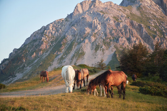 White and brown horses eat grass at the base of a mountain in evening light. Their bodies contrast against the rugged slope and bushes. - Powered by Adobe