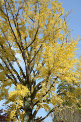 イチョウの黄葉