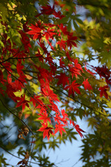 秋の彩り　鮮やかな紅葉