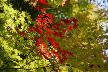 秋の彩り　鮮やかな紅葉
